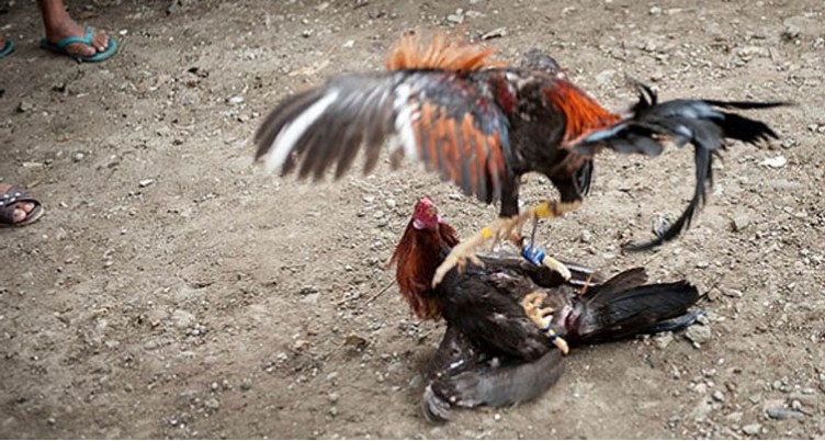Experience the Apex of a Timeless Tradition: A Guide to Thomo C1 Cockfighting at 79king