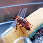 Why do cockroaches often go unnoticed until infestations become severe?