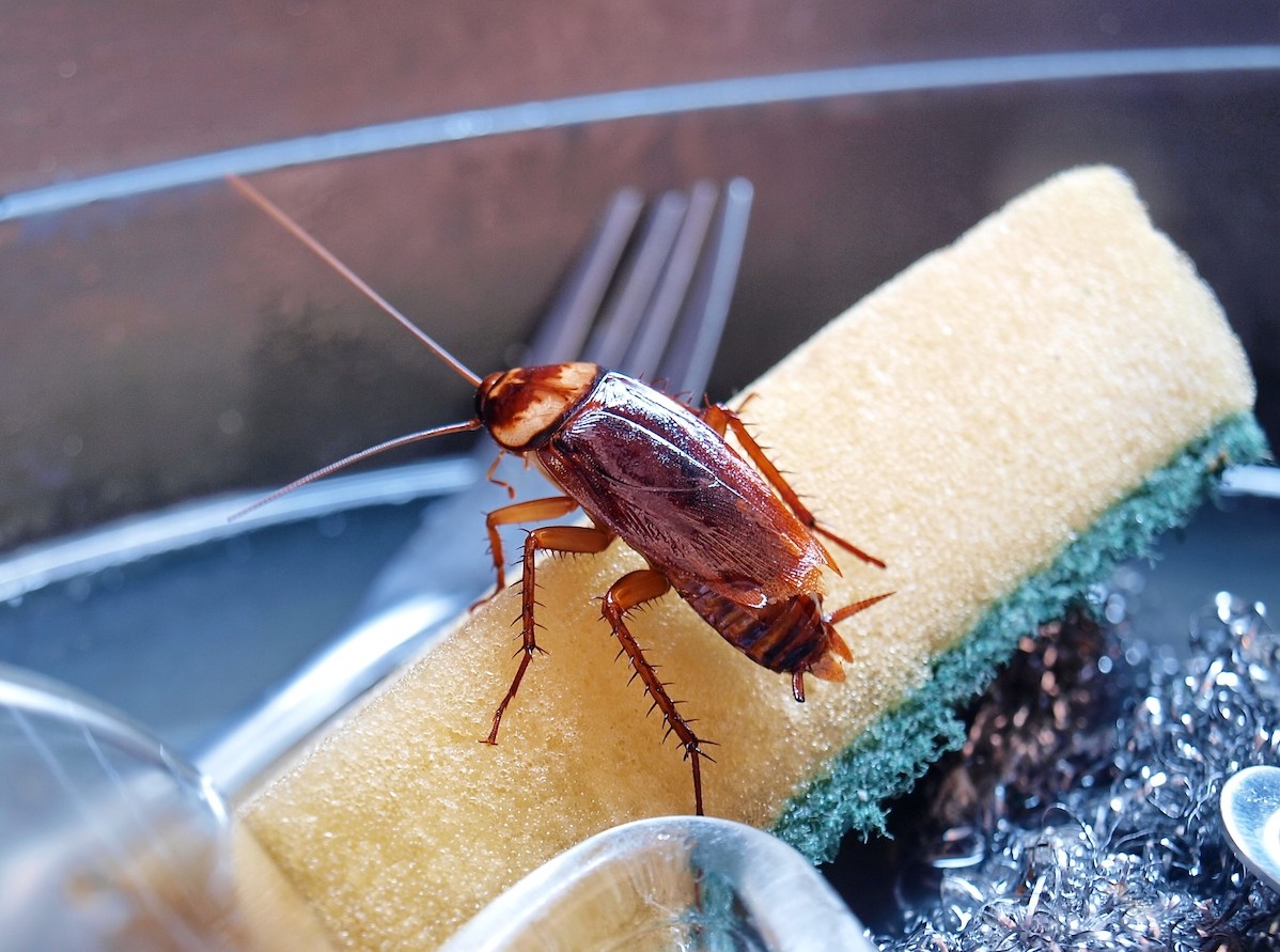 Why do cockroaches often go unnoticed until infestations become severe?
