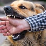 The Significance Of Witness Accounts In Dog Bite Accident Lawsuits