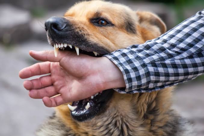 The Significance Of Witness Accounts In Dog Bite Accident Lawsuits